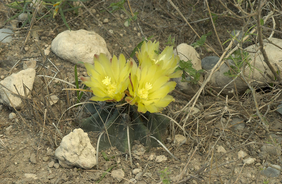 Ferocactus hamatacanthus